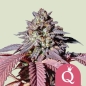 Preview: Purple Queen Photo (Photoperiodic Indica)